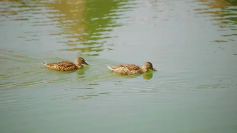 A pair of ducks swim across the pond from left to right Stock Footage 321945153