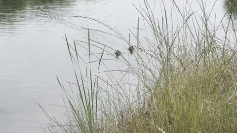 Pair of ducks swim to the shallows to preen their feathers Stock Footage 322551170