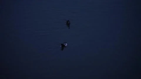 Pair of ducks swimming around looking for food at night Stock Footage 236812353