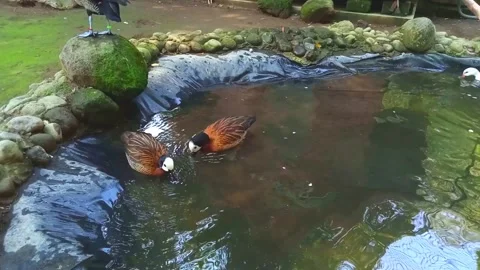 A pair of ducks swimming happily Stock Footage 246865968