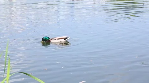 Pair of ducks swimming together in clear lake waters Stock Footage 313253492