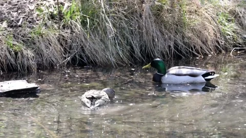 A pair of ducks swims in spring looking for food Stock Footage 152995253