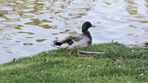 A pair of ducks taking a walk along the lake shore Stock Footage 312849555