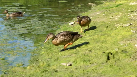 Pair of Ducks walking along River Shore Stock Footage 137101675