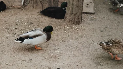 A pair of ducks walking side by side, ducks on a farm. Photographed in a natural Stock Footage 311531640