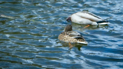 Pair of ducks in the water Stock Footage 128956938