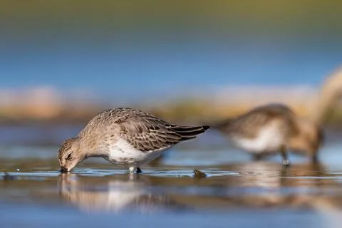 Pair Of Dunlins On A Sunny Day Stock Photos