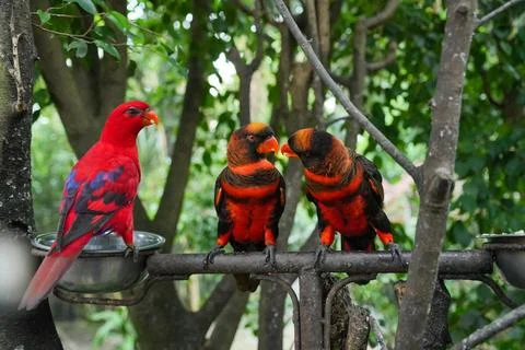 A pair of Dusky Lory Parrots perch on a railing. 스톡 사진
