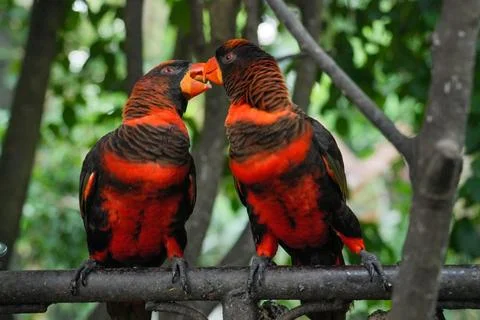 A pair of Dusky Lory Parrots perch on a railing. 写真素材