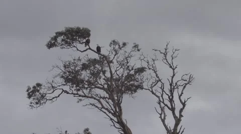 Pair of eagles in madrona tree Stock Footage 48917485