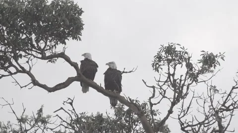 Pair of eagles, one flying away - slow motion Stock Footage 48917607