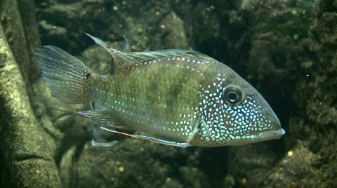 Pair of Earth Eater fish resting in the water Stock Footage 359408