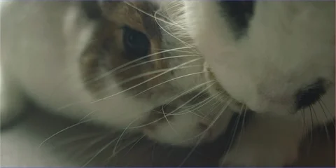 Pair of Easter bunny rabbit sniffing camera lens in daylight, cute animal Stock Footage 106221479
