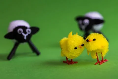 Pair of easter chicks watched by the lambs Stock Photos