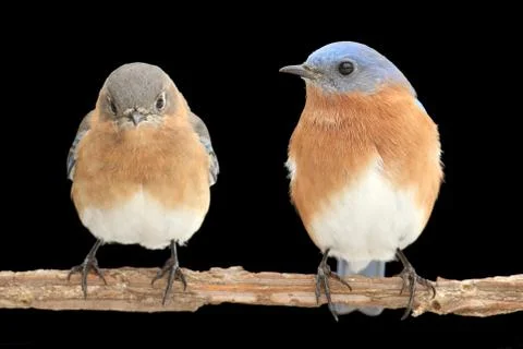 Pair of Eastern Bluebird on Black Stock Photos