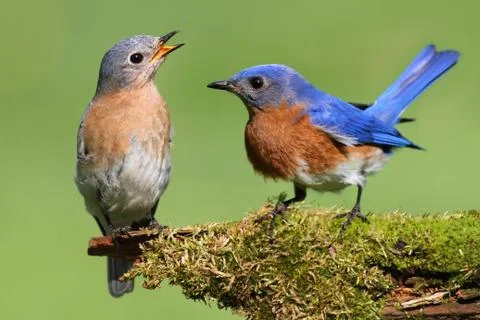 Pair of eastern bluebird Stock Photos
