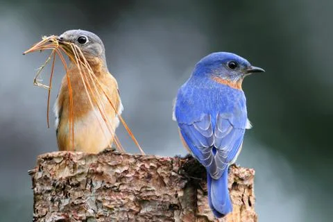 Pair of eastern bluebird Stock Photos