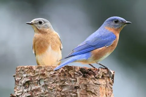 Pair of eastern bluebird Stock Photos