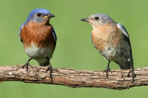 Pair of eastern bluebird Stock Photos