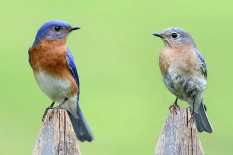 Pair of eastern bluebird Stock Photos