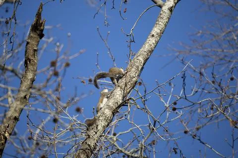 Pair of Eastern Gray Squirrels Stock Photos