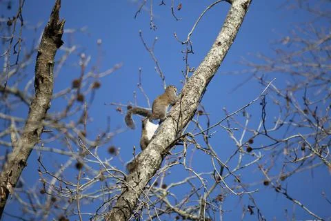 Pair of Eastern Gray Squirrels Stock-Fotos