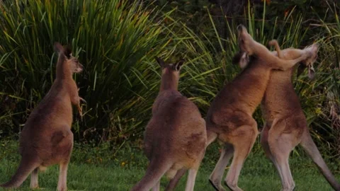 A Pair Of Eastern Grey Kangaroo Fighting While The Others Watching Them - Stock Footage 141698185