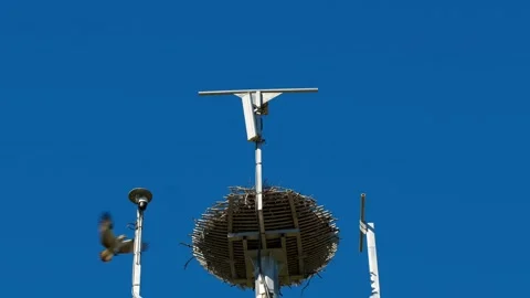 A Pair of Eastern Osprey Landing on Their Nest. Stock Footage 245524255