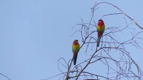 Pair of Eastern Rosellas perched in a tree before flying off Stock Footage 329290100