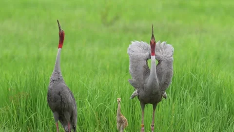Pair of Eastern Sarus Cranes Calling with Chick in Green Grassland Stock Footage 345693422