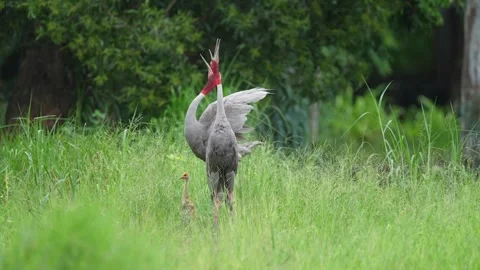 Pair of Eastern Sarus Cranes Calling with Chick in Green Grassland Stock Footage 345693429