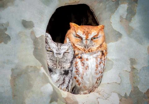 Pair of eastern screech owls in a tree hole Stock Photos