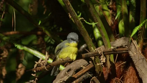 A Pair of Eastern Yellow Robins Perching. Stock Footage 242097547