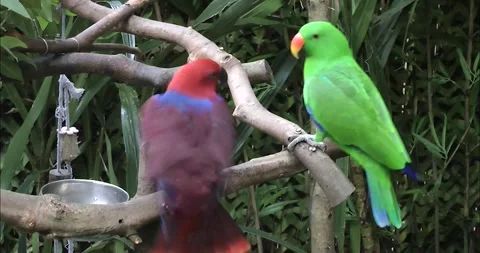 A pair of Eclectus Parrot 動画素材 343711827