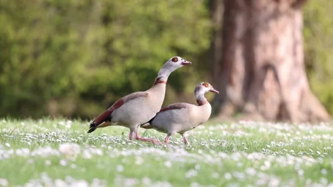 Pair of Egyptian geese walking on grass, meadow with flowers Stock Footage 194558891