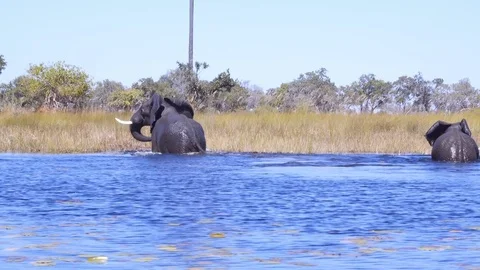 Pair of elephant getting out of the water and looking back across the river Vídeo Stock 81564524