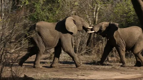 Pair of Elephants Fight Stock-Footage 101979946