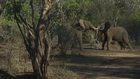 Pair of Elephants Fight in Slow Motion Stock-Footage 101979883