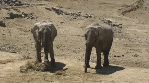 Pair of Elephants Stock Footage 10562364