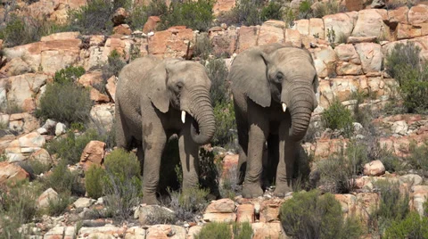 Pair of Elephants playing Stock Footage 37791562