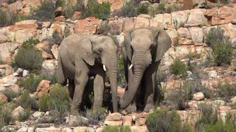 Pair of Elephants on rocky terrain Stock Footage 37791616