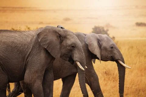 Pair of elephants walking together in savannah Stock Photos