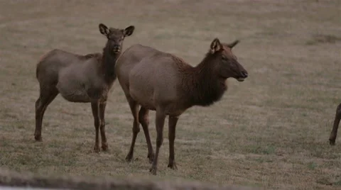 Pair of Elk Look Up Close Stock Footage 46517078
