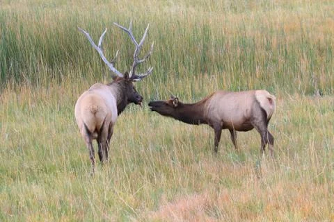 Pair of Elk Stock Photos