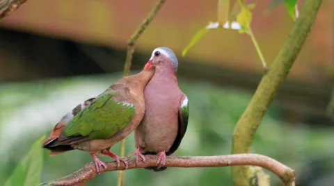 Pair of Emerald Dove Video stock 760664