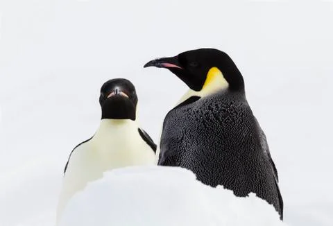 A pair of emperor penguins Stock Photos