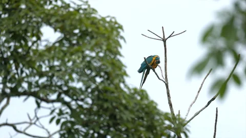 Pair Endangered Tropical rainforest Blue-throated Macaw parrot wild bird perched Video stock 310938034