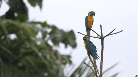 Pair Endangered Tropical rainforest Blue-throated Macaw parrot wild bird Video stock 310938083