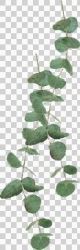 Pair of eucalyptus branches showing botanical watercolor style on transparent Ilustração Stock