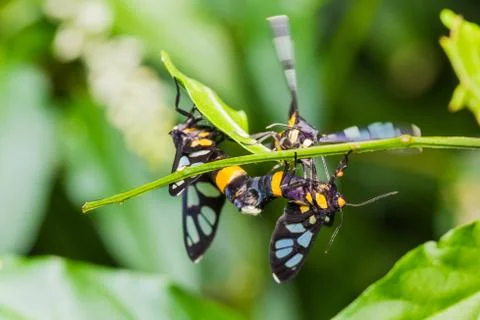 Pair of euchormiid butterfly mating Stock Photos